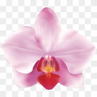 Pink Orchids Png Clip Art Image - Pink Orchids Png Transparent Png