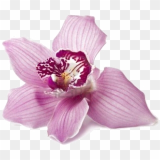 Orchid Suburbia Chs Ltd Clipart