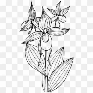 This Free Icons Png Design Of Mountain Lady's Slipper Clipart