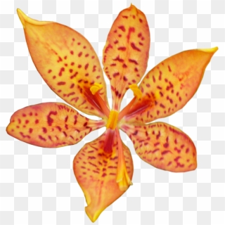 Orchid Clipart Orange - Blackberry Lily - Png Download