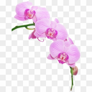 Pink Phalaenopsis Orchid Png Clipart
