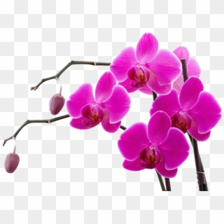 Png Pinterest And - Pink Orchid Clipart