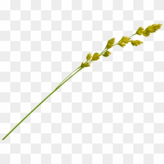Grass Straw Png - Single Piece Of Straw Clipart