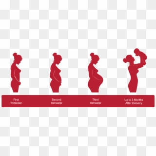 Pregnancy Timeline - Pregnancy Stages Icon Clipart