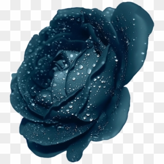 Dark Blue Rose Flower Clipart