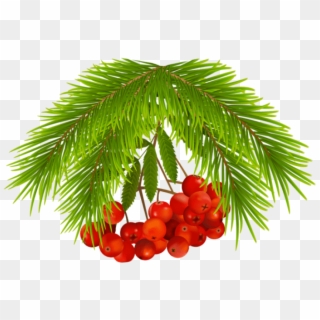 Free Png Christmas Holly Berries Png - Christmas Tree Clipart