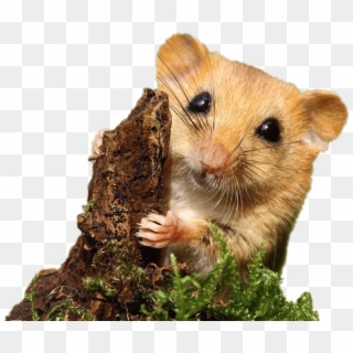 Dormouse - Hazel Dormouse Clipart