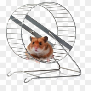 Transparent Hamster Wheel Png Clipart