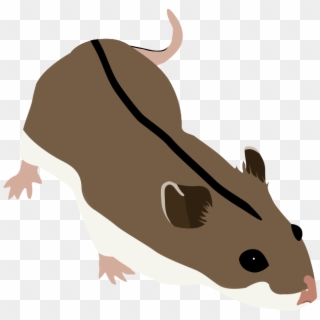 Chinese Hamster - Rat Clipart