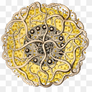 Kdn/polycyttaria/sixteen Black Dot Tentacles Copy - Ernst Haeckel Clipart