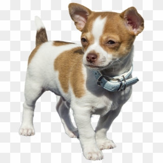 Perros Chihuahua Sin Cola Clipart