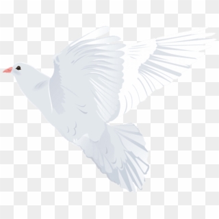 Download White Dove Transparent Png Images Background - Rock Dove Clipart