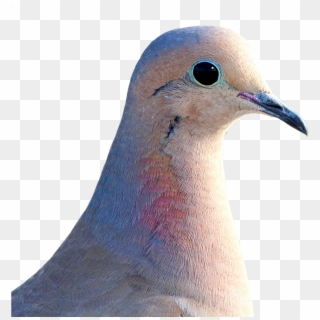 Dove City Pigeon Collared Clipart