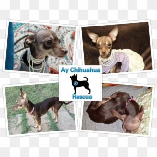 Chihuahua Png - Chihuahua Clipart