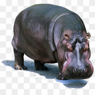 Hippo Png Pic - Kudanil Png Clipart