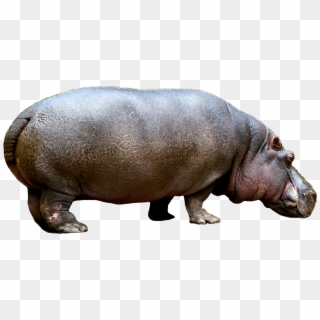 Hippo Png Image Transparent Background - Hippopotame Png Clipart