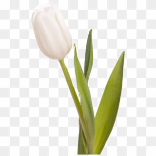 Tulips On White Clipart