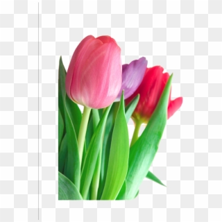 Tulip Png Clipart - Handmaid's Tale Tulips Transparent Png