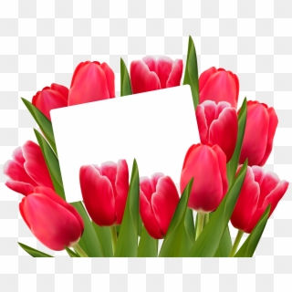 Tulips Png Clipart