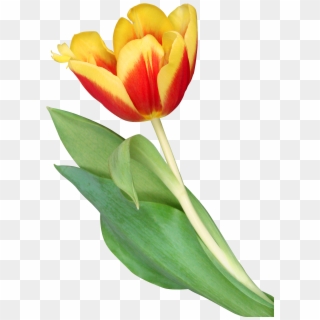 Orange Tulips Png Clipart