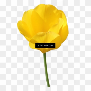 Yellow Tulip Flowers Clipart