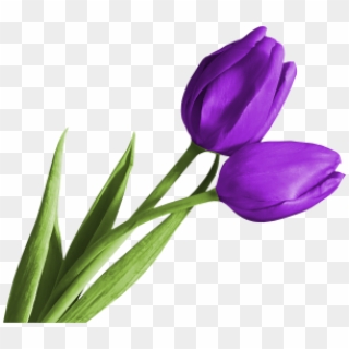 Tulip Png Free Download - Purple Tulip Clip Art Transparent Png
