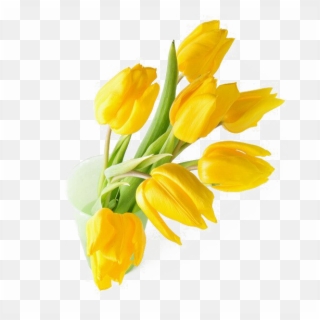 Yellow Tulip Png Transparent Image - Tulip Clipart