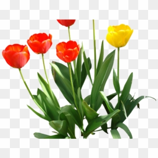 Tulip Png Transparent Images - Tulip Png Transparent Clipart