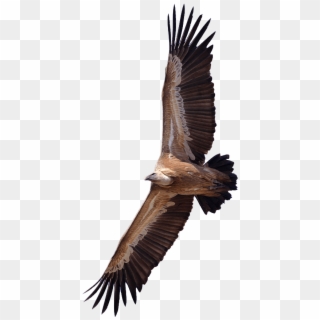 Vulture - Vulture Png Clipart