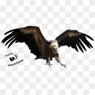 The Vulture Png - Vulture Png Clipart