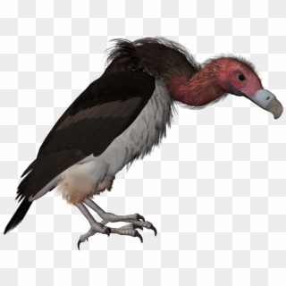 Drawn Turkey Vulture Catoon - Vautour Png Clipart
