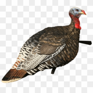 Drawn Turkey Vulture Strong - Merriam Turkey Hen Clipart