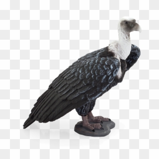 Wildlife - Griffon Vulture Png Clipart
