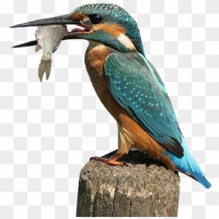 Kingfisher Transparent Images Png - King Fisher Png Clipart