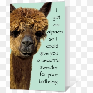 Birthday Alpaca Printable - Funny Birthday Cards Printables Clipart