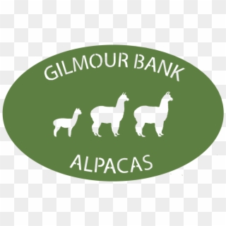 Gilmour Bank Alpaca - Llama Clipart
