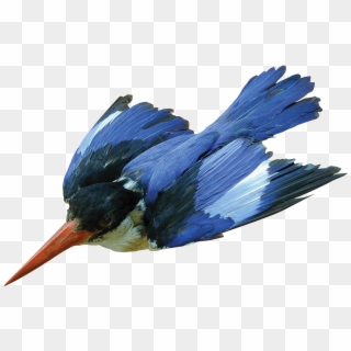 This Week's What's On The Van Comes From Malgosia Nowak-kemp, - Belted Kingfisher Clipart