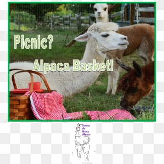 "picnic Alpaca" T Shirt - Livestock Clipart