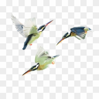 Therapy Services Teen Issues Kingfisher Birds - Coraciiformes Clipart