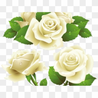 White Rose Clipart Bunch - Transparent Background White Rose Vector - Png Download