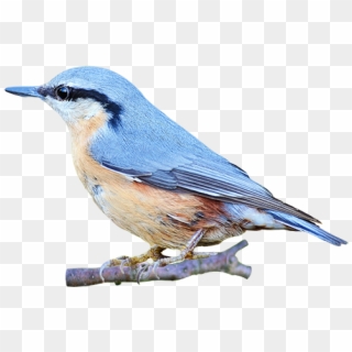 Blue Birds Png - Red Breasted Nuthatch Clipart