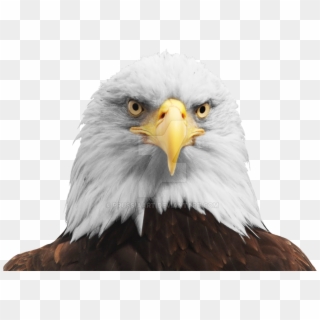 Bald Eagle Head Png - Eagle Head Transparent Background Clipart