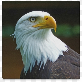 American Bald Eagle Head Clipart