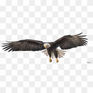 Flying Eagle Png Transparent Image - Transparent Eagle Claws Png Clipart