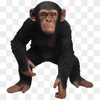 Rl Standing Chimpanzee Zoo Animals Vivid Arts Windy - Chimpanse Png Clipart