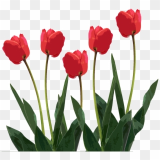 Mothers Day Clip Art - Tulip Png Transparent Png