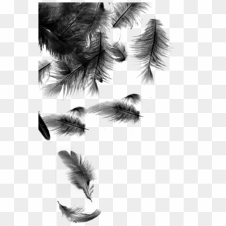Black Feathers Falling , Png Download - Feather Wallpaper Black And White Clipart