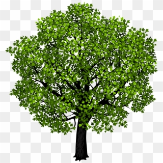 Green Maple Tree Png Clipart Picture - Tree Png Cut Out Transparent Png