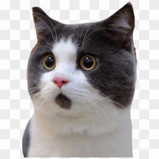 Banye Surprised Cat - Gatito Que Parece Sorprendido Clipart