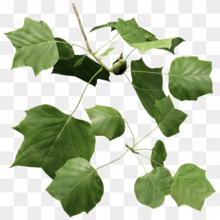 Tulip Tree Png , Png Download - Maple Leaf Clipart